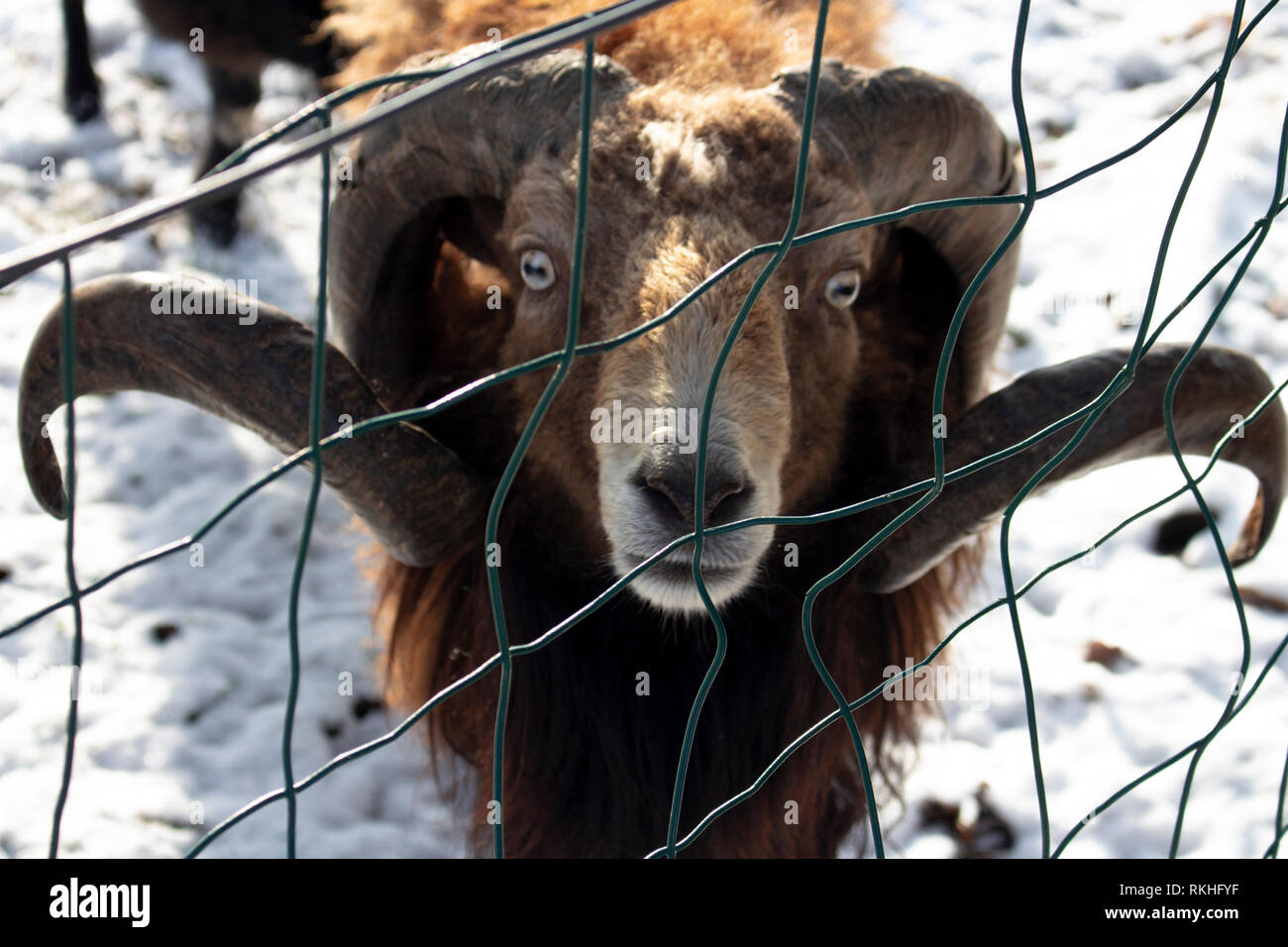 Ram che guarda con orgoglio la videocamera su un gelido giorno Foto Stock