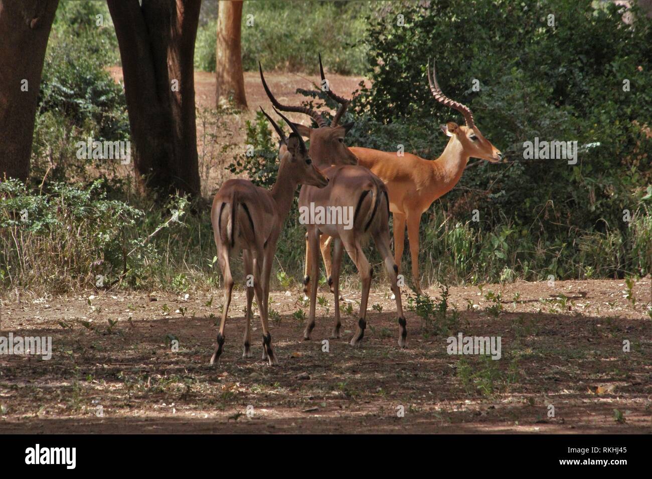 Un gruppo di impala (Aepyceros melampus) maschi vicino Ndololo Safari Camp, parco nazionale orientale di Tsavo, Kenya Foto Stock