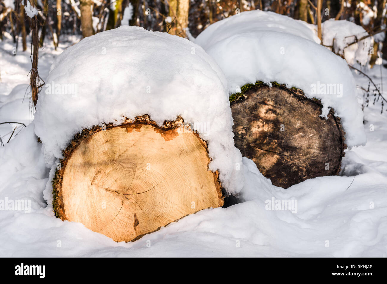Abbattuto tronchi di alberi nei boschi coperti con uno strato di neve in una giornata di sole nella stagione invernale. Foto Stock