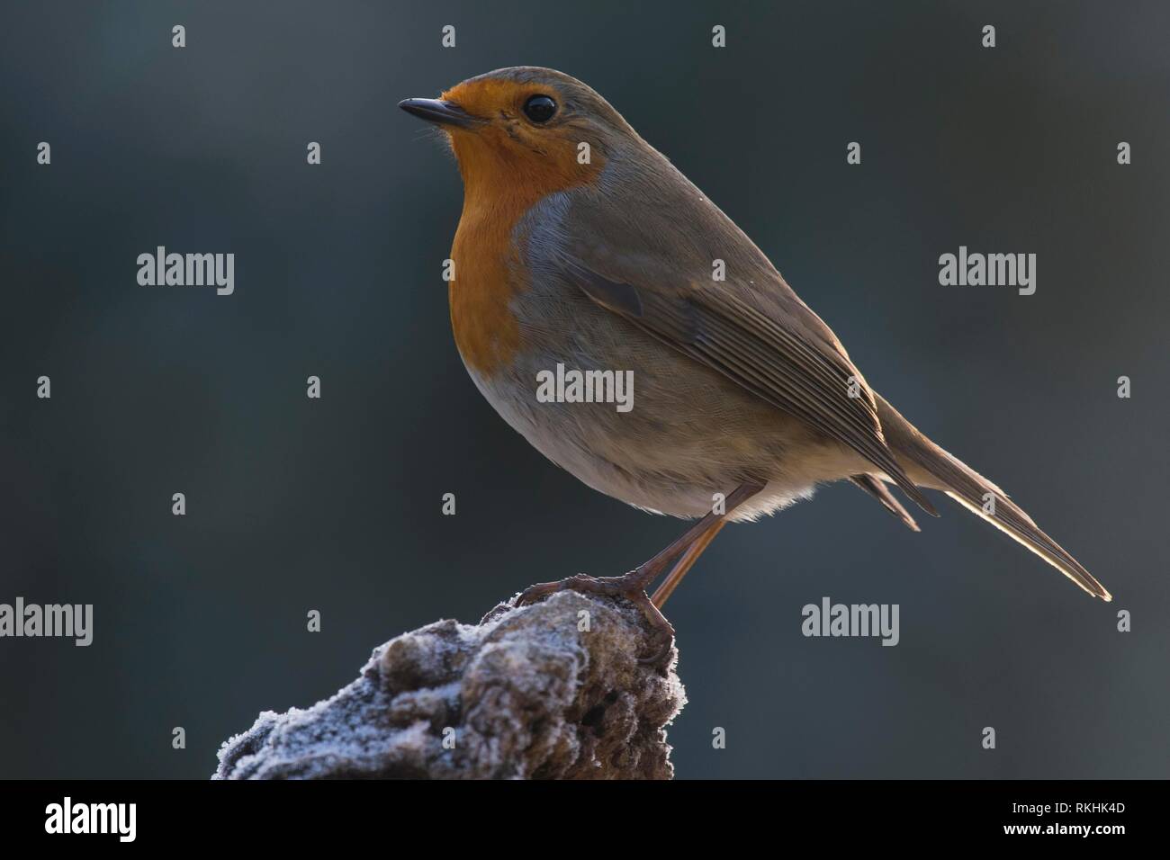 Unione robin (Erithacus rubecula) seduto sul ceppo di albero, Emsland, Bassa Sassonia, Germania Foto Stock
