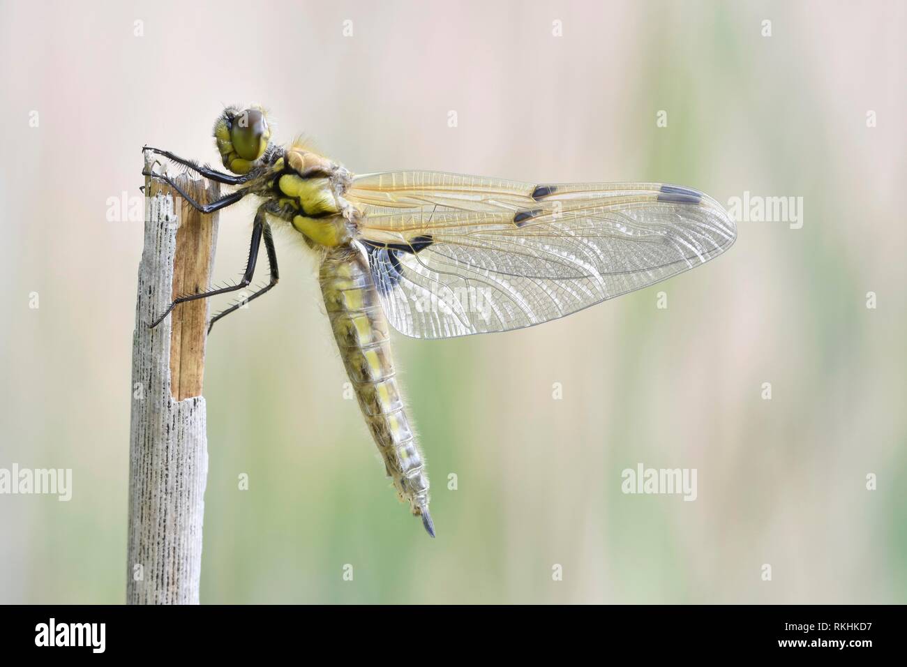 Quattro-spotted chaser (Libellula quadrimaculata) appena schiuse dragonfly, tinti tra breve nella parte anteriore del primo volo, Sassonia Foto Stock