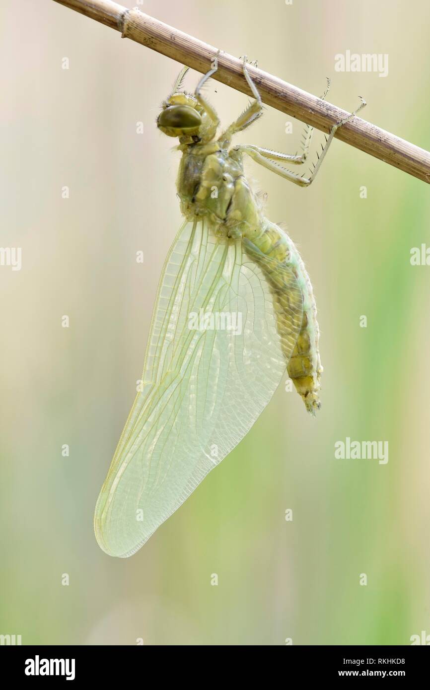 Quattro-spotted chaser (Libellula quadrimaculata) appena schiuse dragonfly, non ancora tinti, Sassonia, Germania Foto Stock