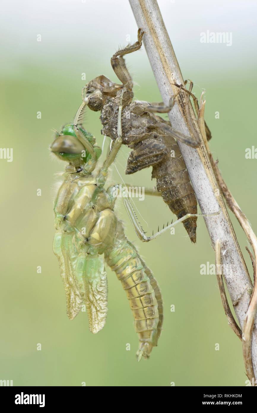 Dragonfly berlina, quattro-spotted chaser (Libellula quadrimaculata), subito dopo la schiusa delle uova appena tratteggiato pendenti a forma di libellula Foto Stock