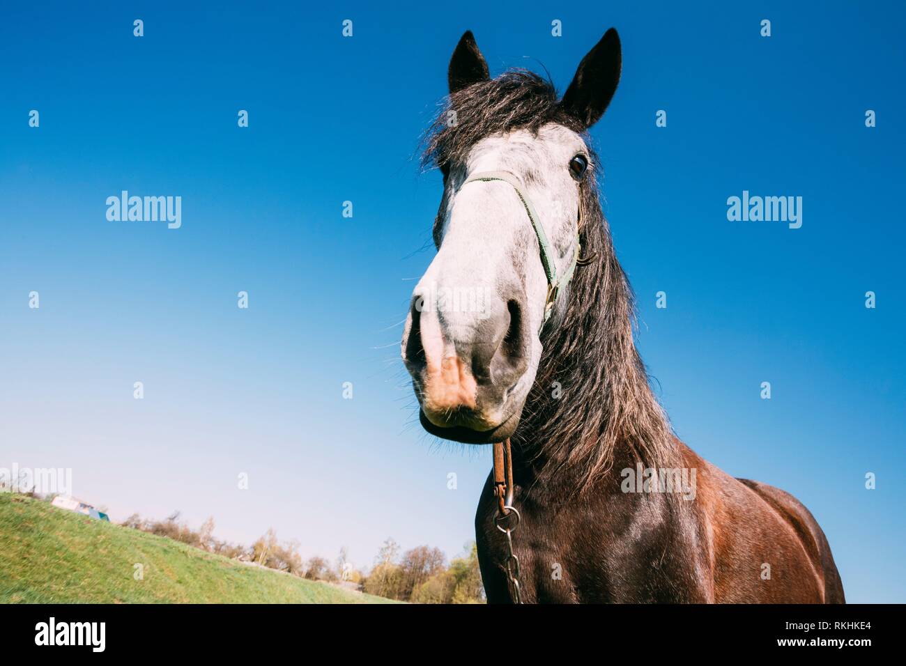 Gomel, Bielorussia. Close up ritratto divertenti sulla lente grandangolare di cavalli sul cielo blu sullo sfondo. Testa grande. Distorsione lenti. Foto Stock