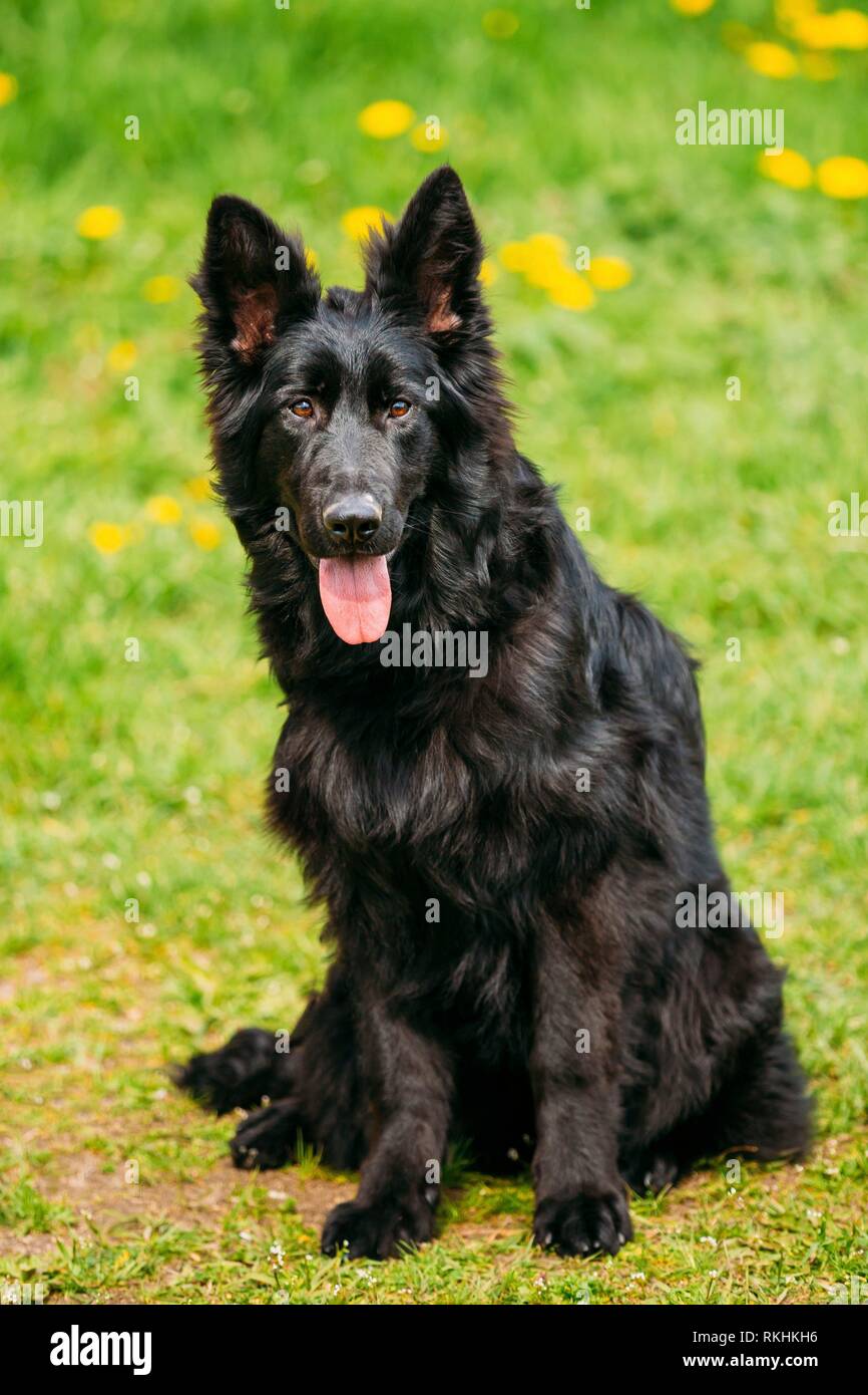 Bella giovane nero pastore tedesco cane sedersi in erba verde. Alsaziano Cane Lupo o pastore tedesco cane sul prato verde dello sfondo. Deutscher cane. Foto Stock