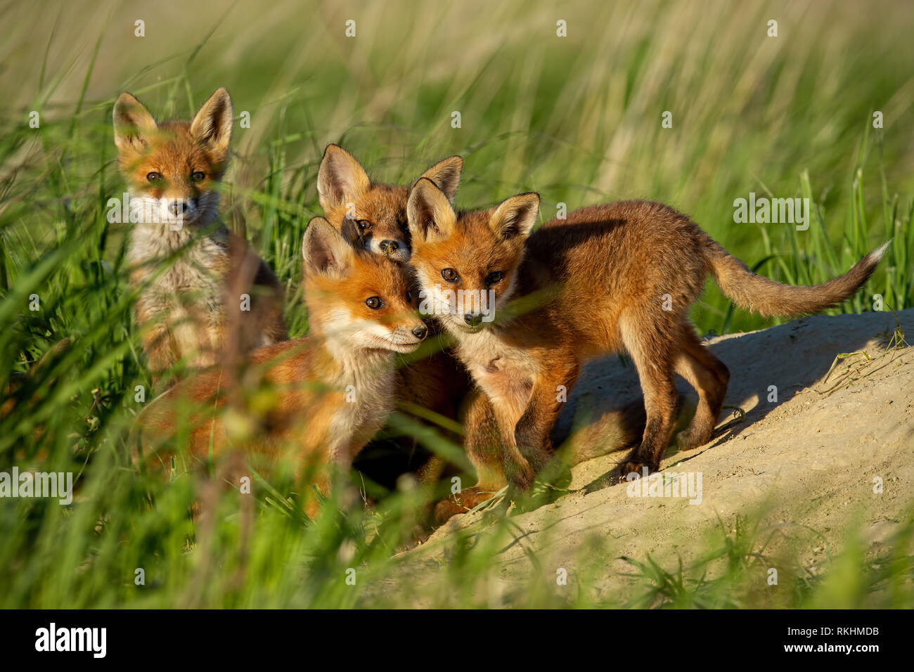 Red Fox piccoli cuccioli di giovani vicino a den curiosamente guardando intorno a. Foto Stock