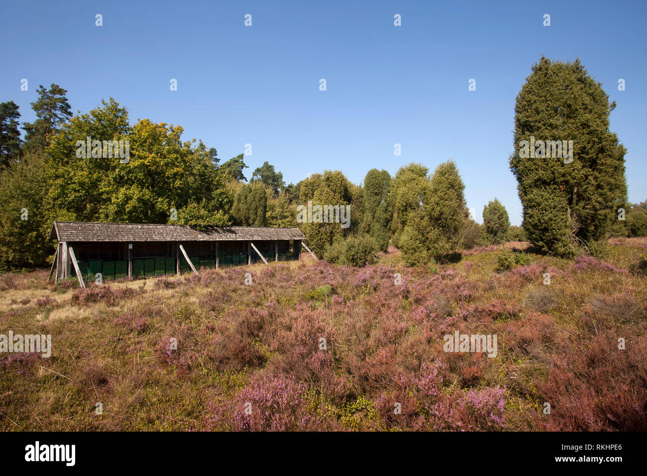 Paesaggio con la fioritura heather (Calluna vulgaris) riserva naturale Lueneburg Heath, Bassa Sassonia, Germania, Europa, Europa Foto Stock