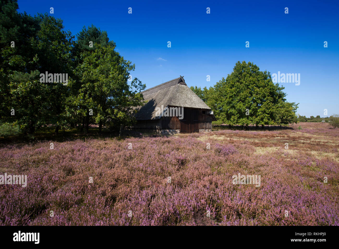 Paesaggio con la fioritura heather (Calluna vulgaris) riserva naturale Lueneburg Heath, Bassa Sassonia, Germania, Europa, Europa Foto Stock