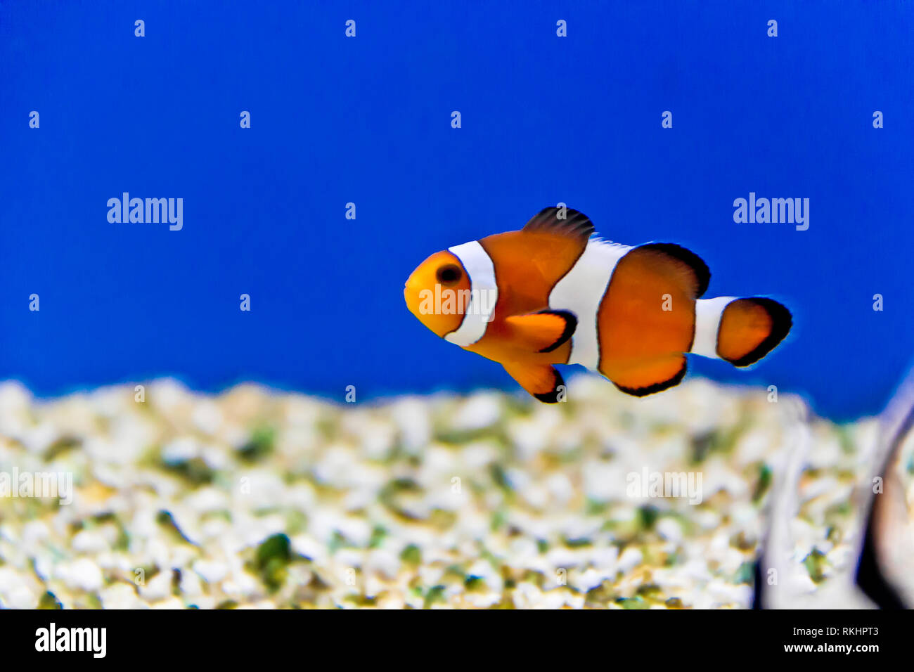 Foto orizzontale di pesce pagliaccio sul fondo acquario Foto Stock