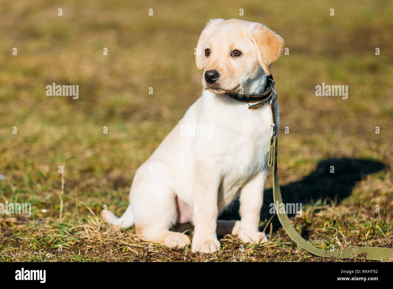 Bella bianca cane cucciolo di Labrador cucciolo all'aperto. Foto Stock