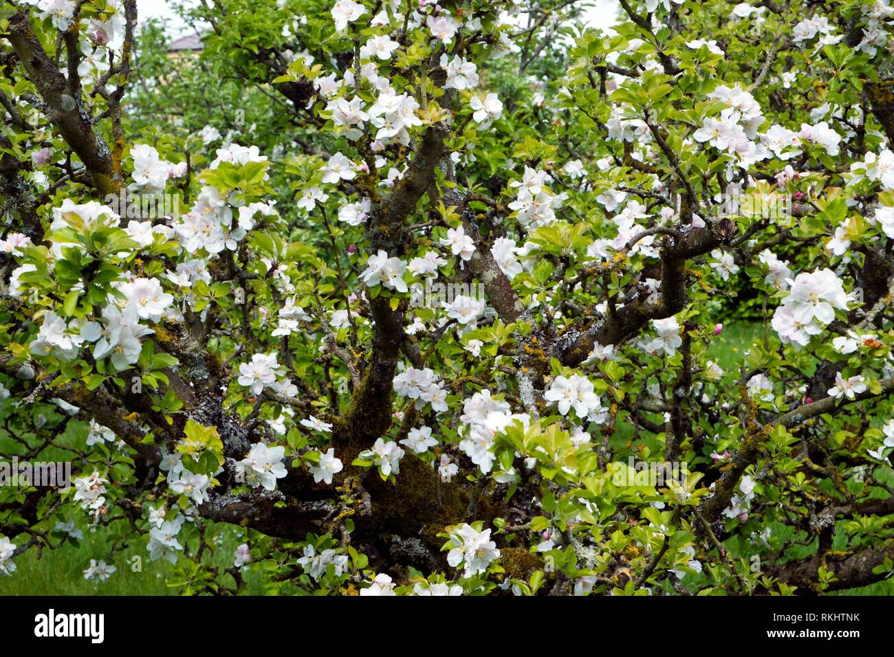 Frondose Bianco fiore di primavera su un albero da frutta. Foto Stock