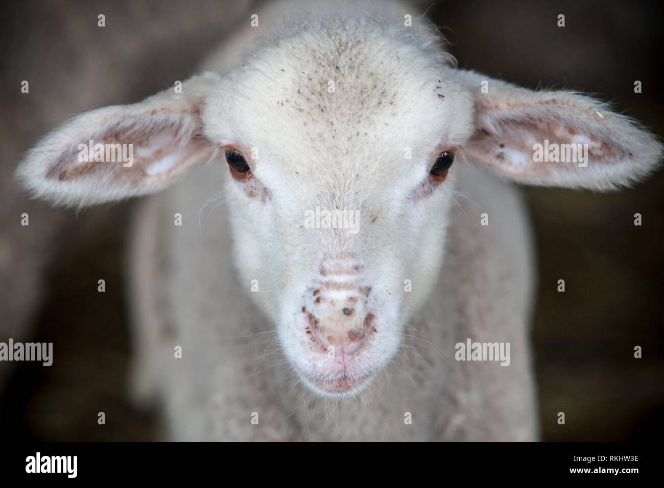 Agnello di merina pecore di razza pura al granaio, Spagna. Primo piano. Foto Stock