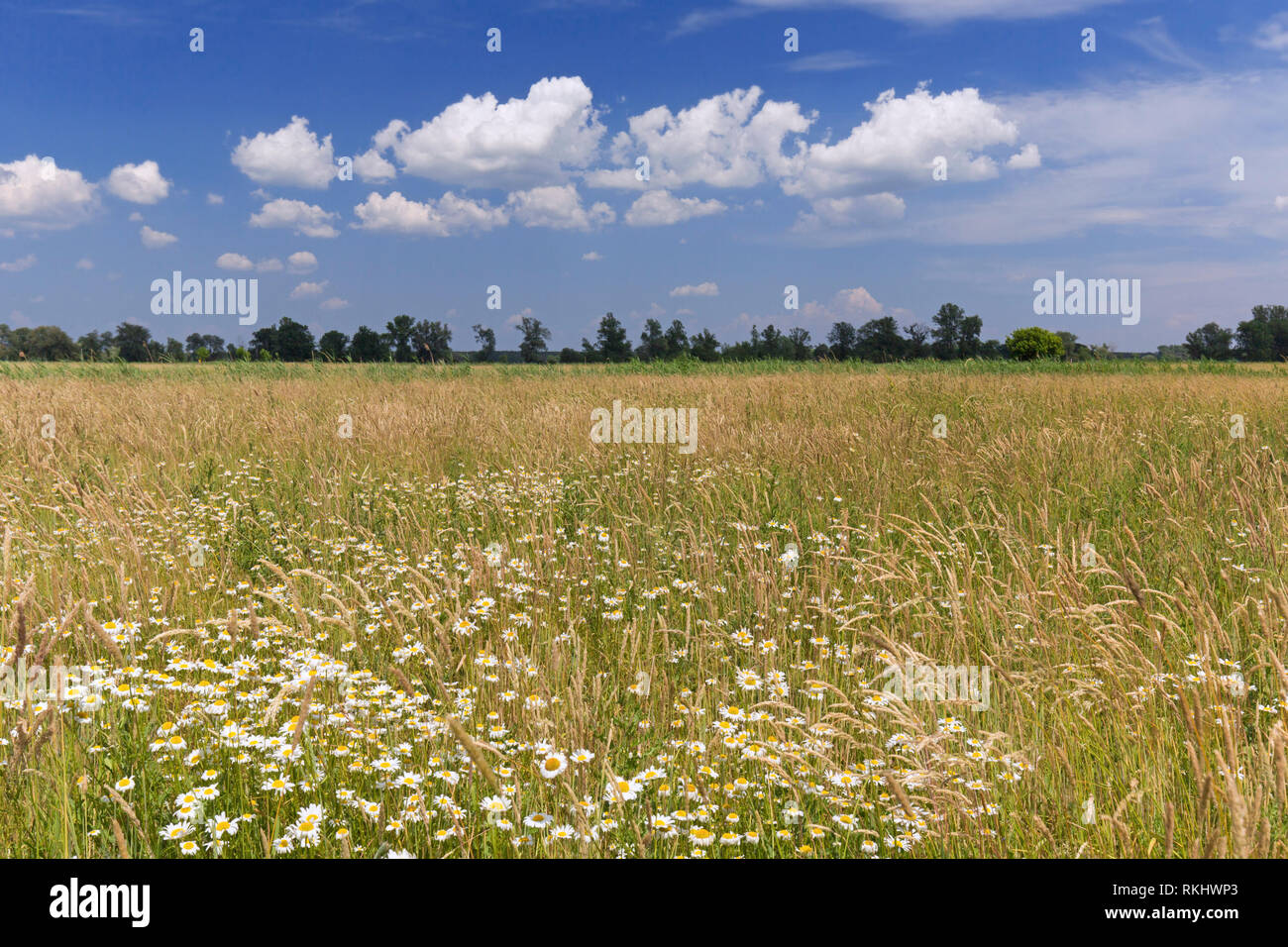Prato con fiori selvaggi vicino al fiume Oder a Oderbruch, lande paesaggio vicino Oderberg, Brandeburgo nella Germania orientale Foto Stock