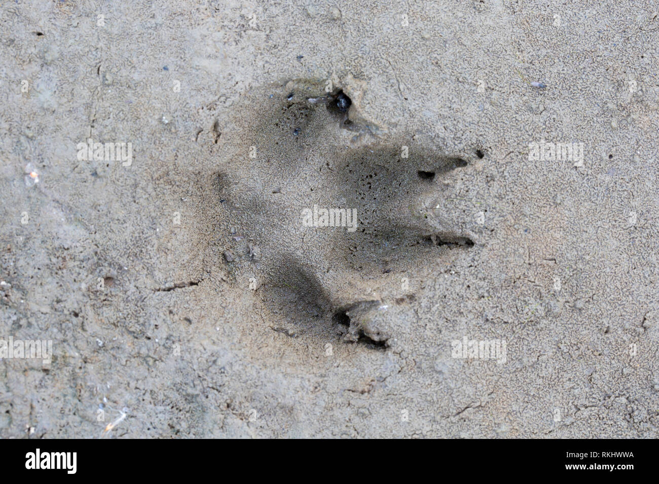 Red Fox (Vulpes vulpes vulpes) close-up di impronta in sabbia bagnata / fango Foto Stock