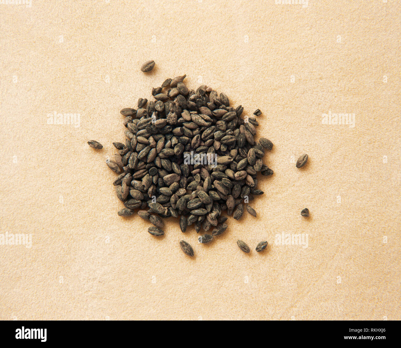 Cultura Argaric. Prima età del bronzo. Essa è stata sviluppata nel sud-est della Spagna, tra c. 2200 BC-1500 BC. Grano carbonizzato. Dalla zona di Levante, Spagna. Il Museo Archeologico di Catalogna, Barcelona, Spagna. Foto Stock