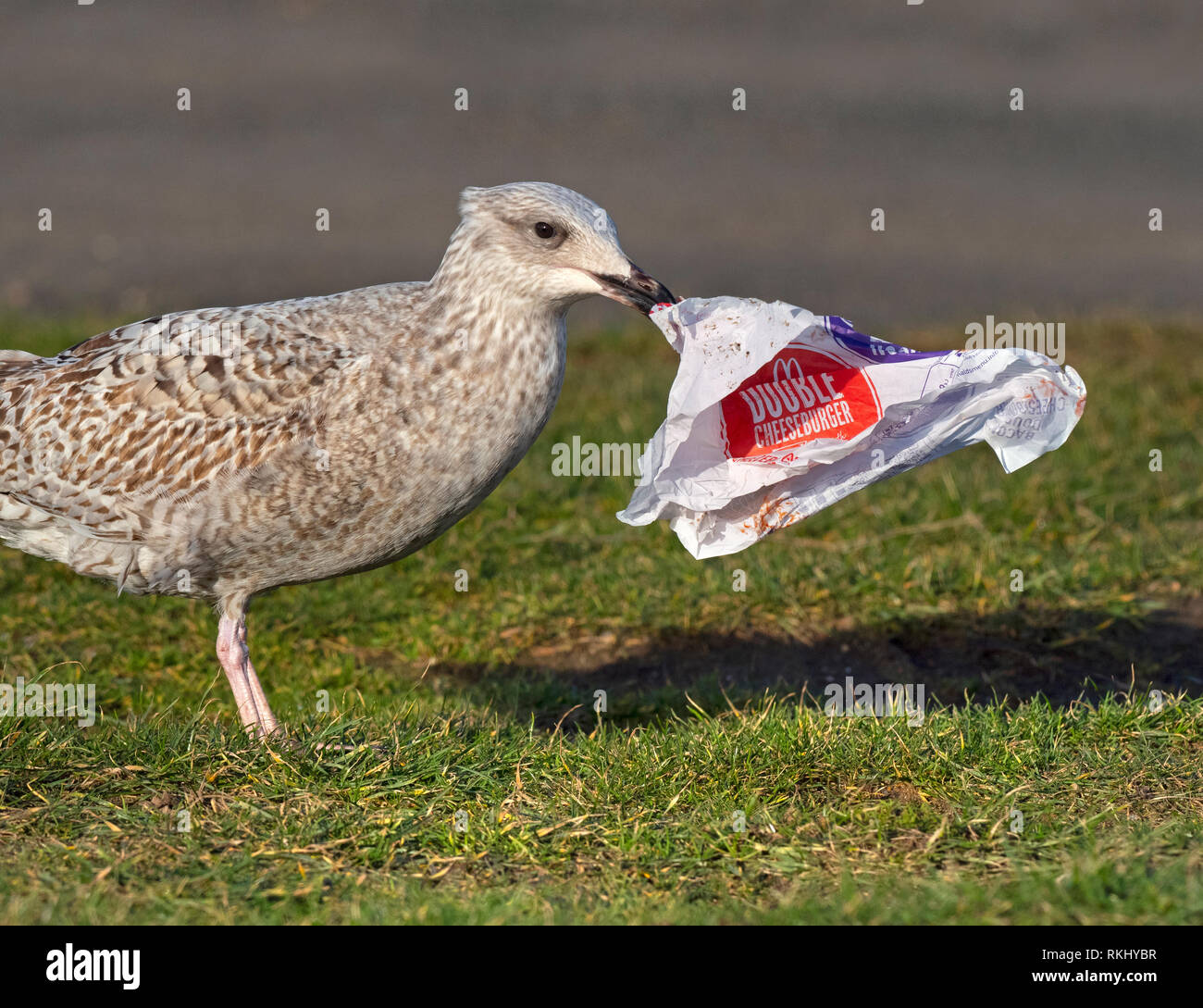 Herring Gull Larus argentatus immaturi di alimentazione di uccelli su hamburger debri in involucro plastico Norfolk Foto Stock