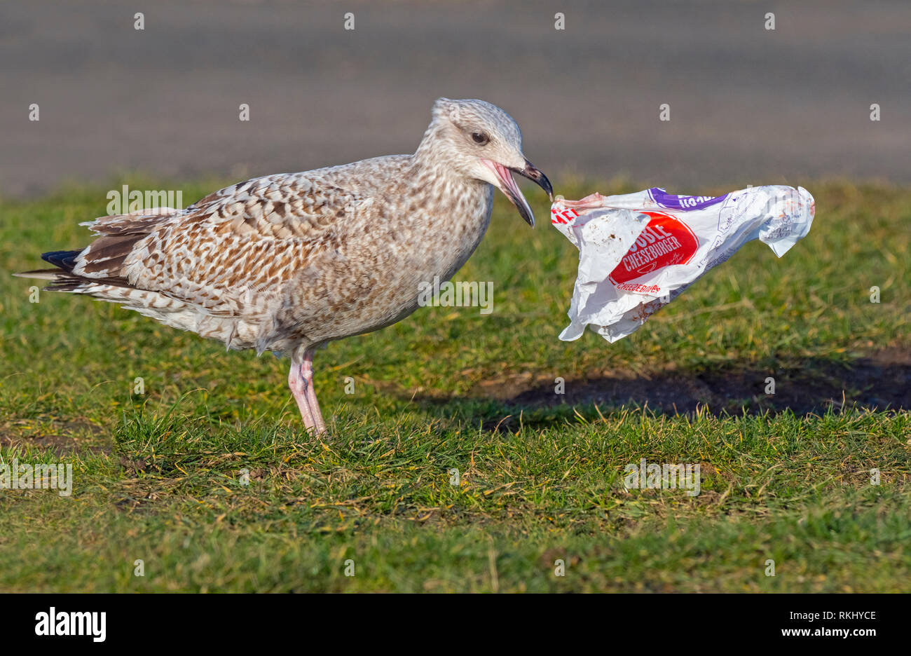 Herring Gull Larus argentatus immaturi di alimentazione di uccelli su hamburger debri in involucro plastico Norfolk Foto Stock
