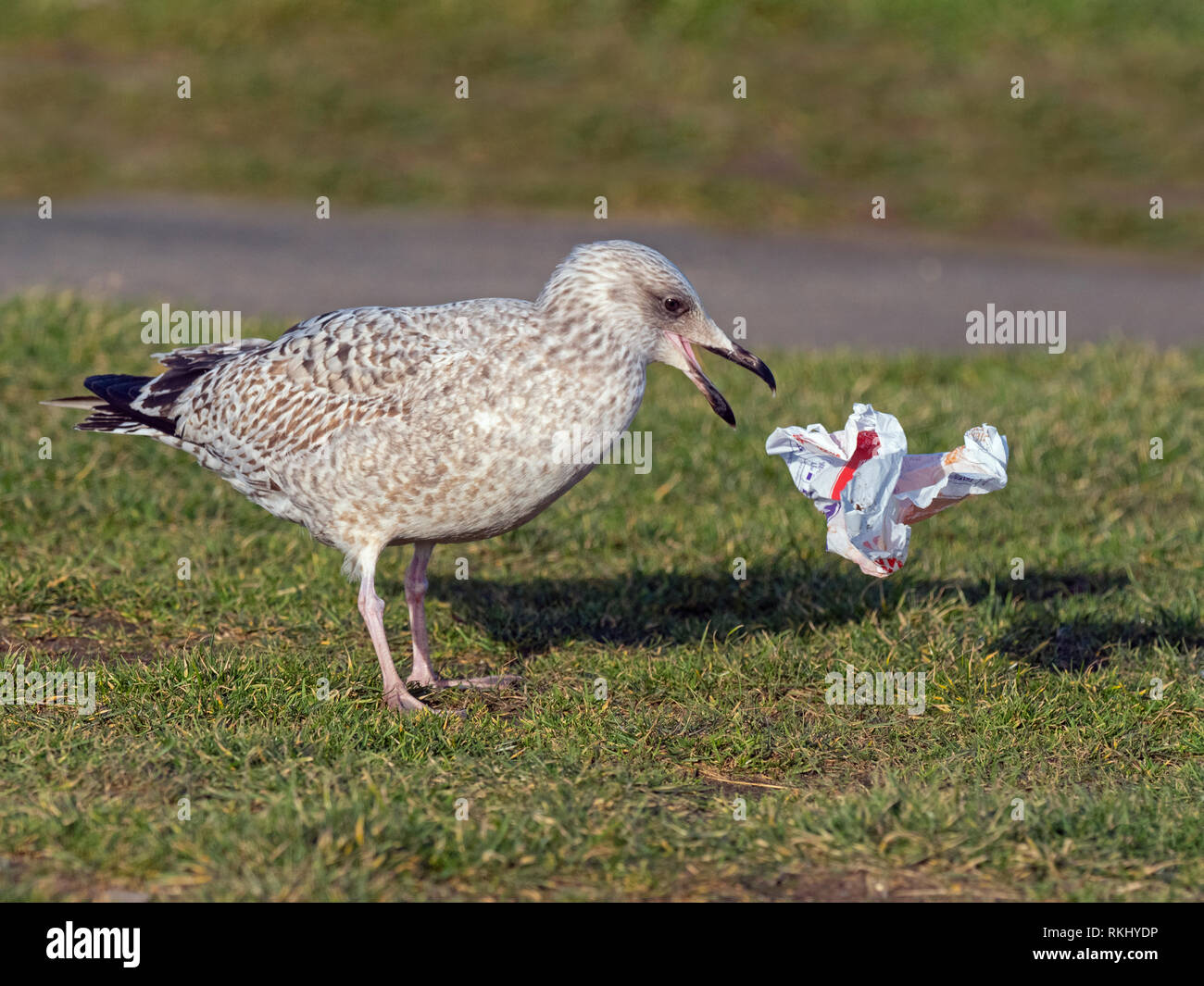 Herring Gull Larus argentatus immaturi di alimentazione di uccelli su hamburger debri in involucro plastico Norfolk Foto Stock
