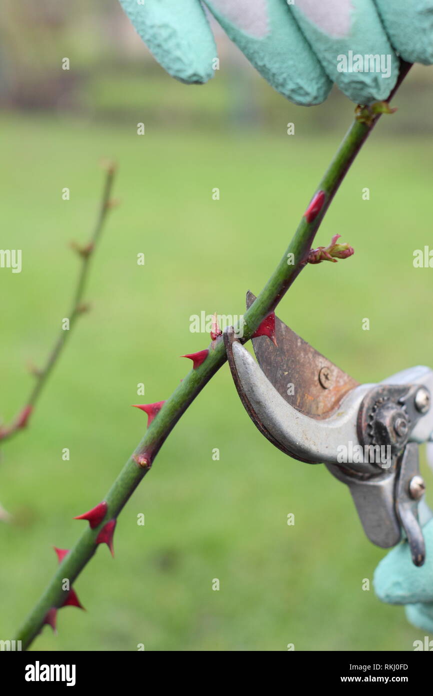 Rosa. In ritardo la potatura invernale di inglese rosa ad arbusto a appena al di sopra del nuovo bud - Gennaio, REGNO UNITO Foto Stock