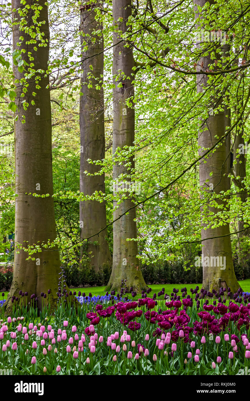 Gli alberi e i fiori in mostra, Giardini Keukenhof, vicino a Lisse, Holland, Paesi Bassi Foto Stock