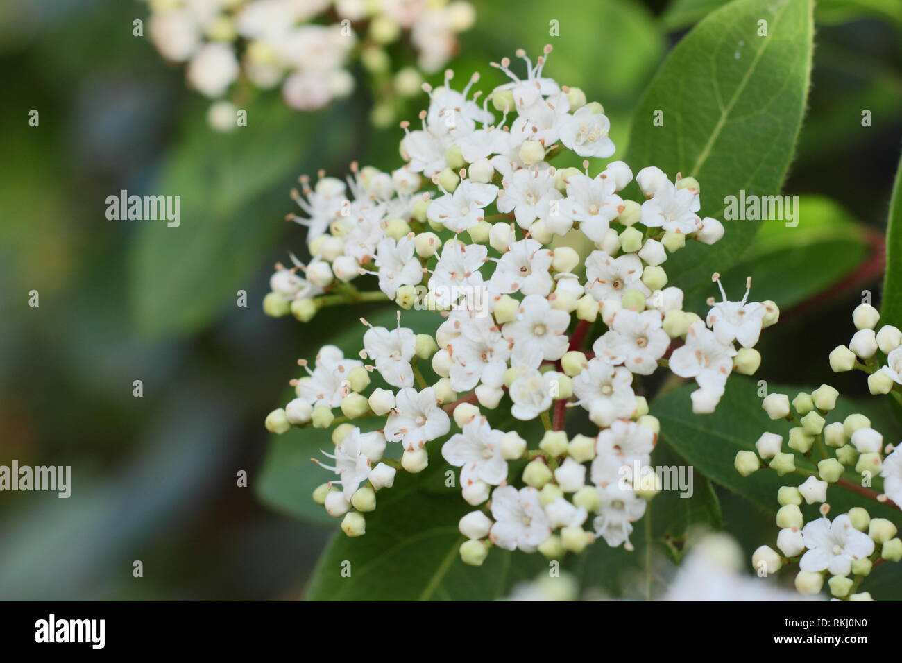 Viburnum tinus 'Bianco francese' inverno fiori. Chiamato anche "Laurustinus 'Bianco francese' - Febbraio, UK. Modulo Gas Anestetici Foto Stock