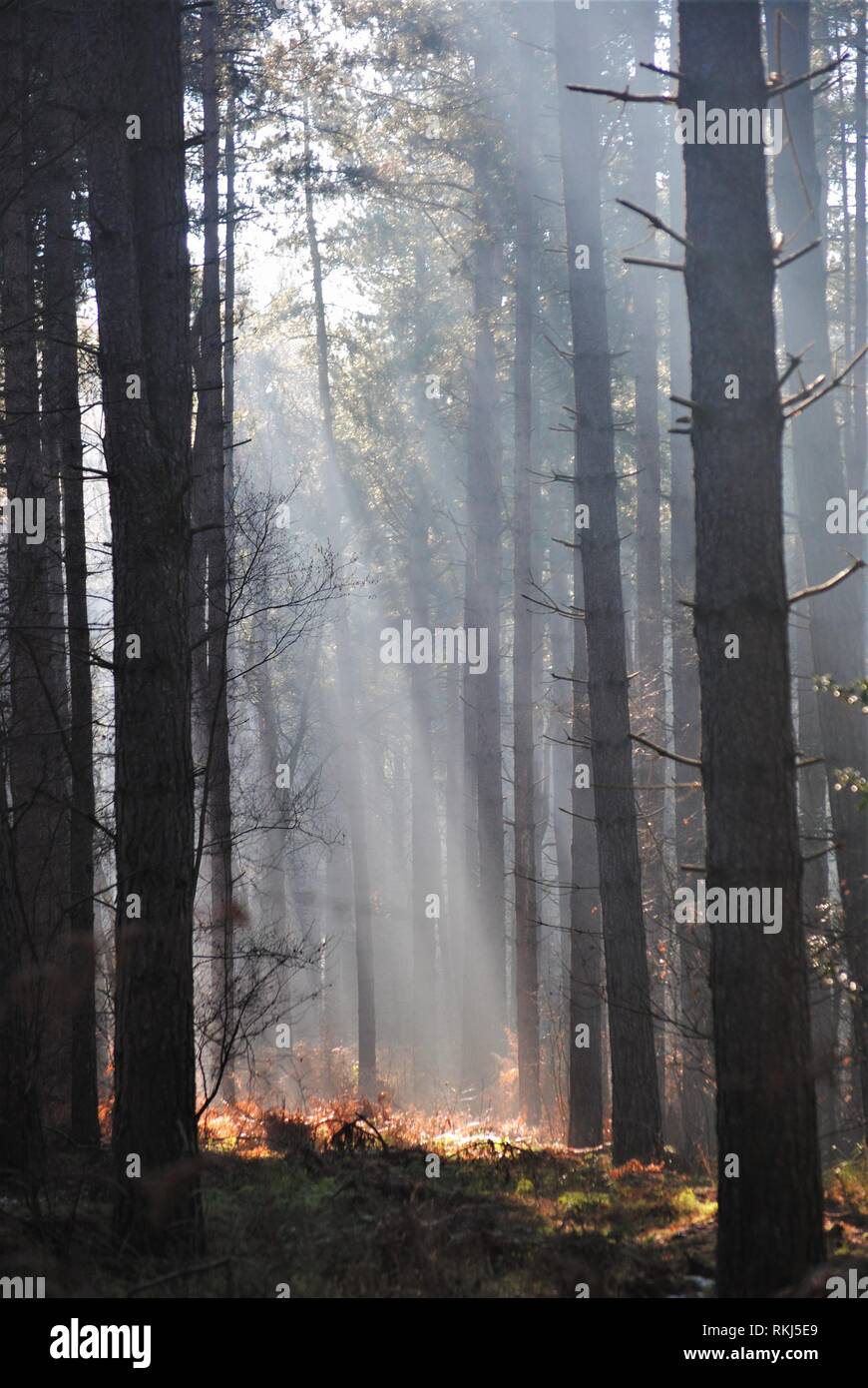 Suns Ray di trasmissione via IR attraverso gli alberi in una foresta del raggio di luce che colpisce il suolo della foresta in un molto drammatico di moda. Foto Stock