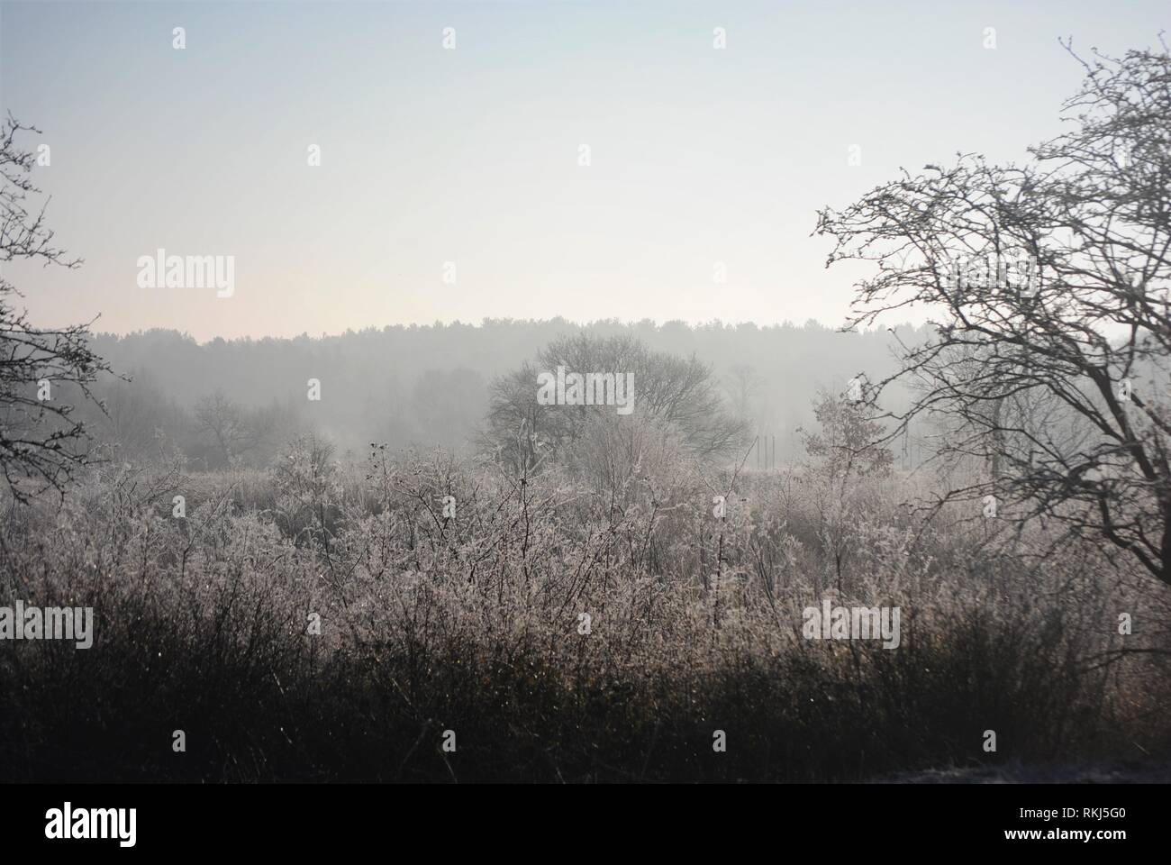 Frosty mattino luminoso bosco di inverno mattina, in Inghilterra Foto Stock