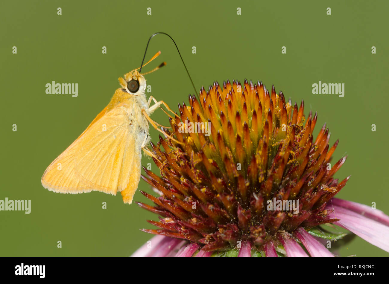 Delaware Skipper, Anatrytone logan, su purple coneflower, Echinacea angustifolia Foto Stock