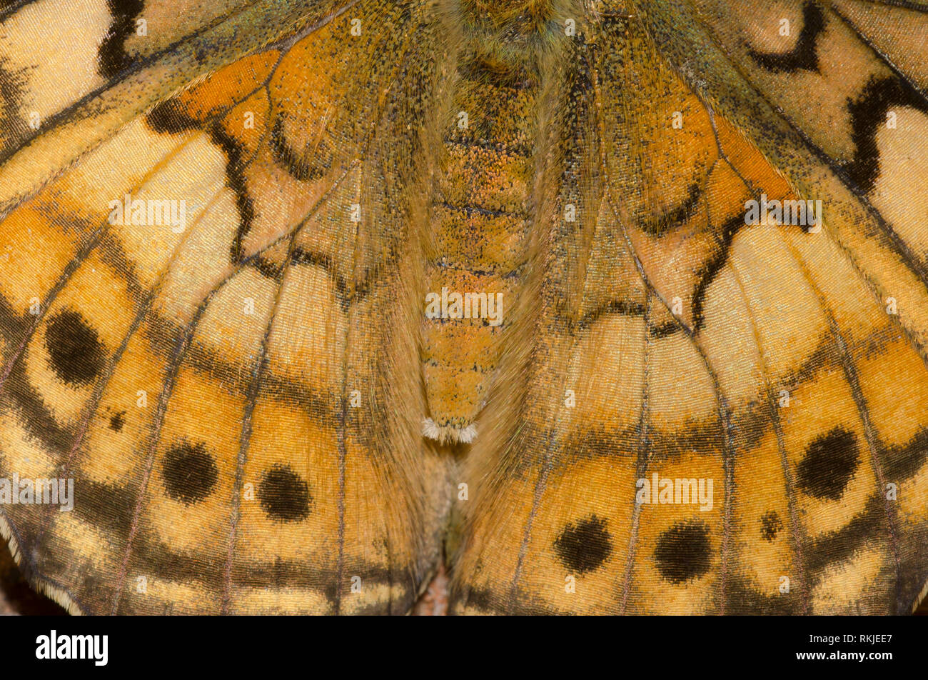 Fritillary variegato, Euptoieta claudia, wing dettaglio Foto Stock Fritillary variegato, Euptoieta claudia, wing dettaglio Foto Stock