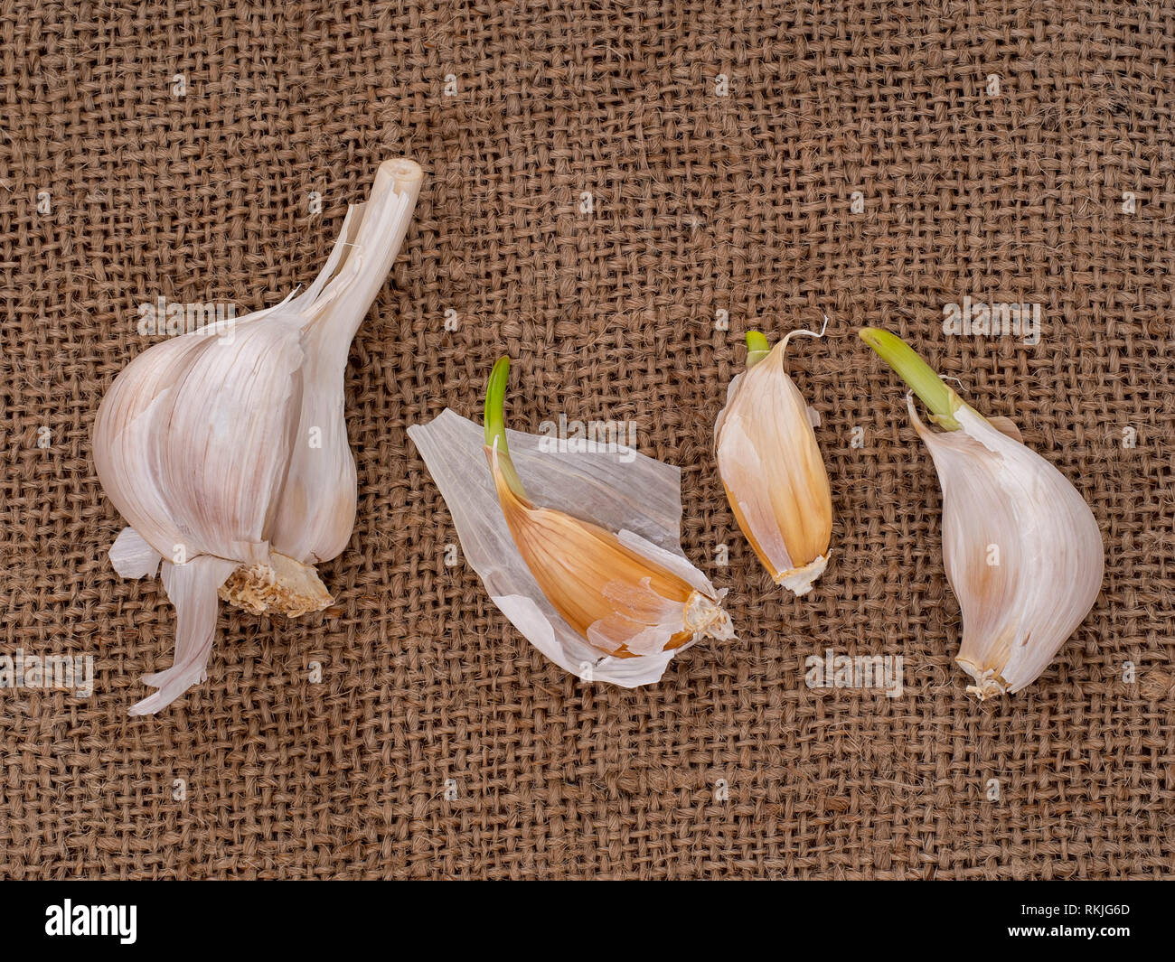Crescere il proprio aglio, spicchi cresce su sfondo di Hesse. Giardinaggio Orticoltura. Foto Stock
