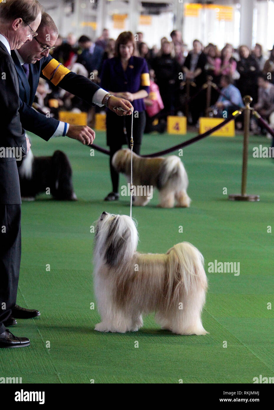 New York, Stati Uniti. Xi Febbraio, 2019. Westminster Dog Show - New York City, 11 febbraio, 2019: Un Tibetan Terrier, GCHB CH Dreammaker Salishan stellato di notte stellata, durante il Migliore di Razza la concorrenza a 143annuale di Westminster Dog Show in New York City. Credito: Adam Stoltman/Alamy Live News Foto Stock