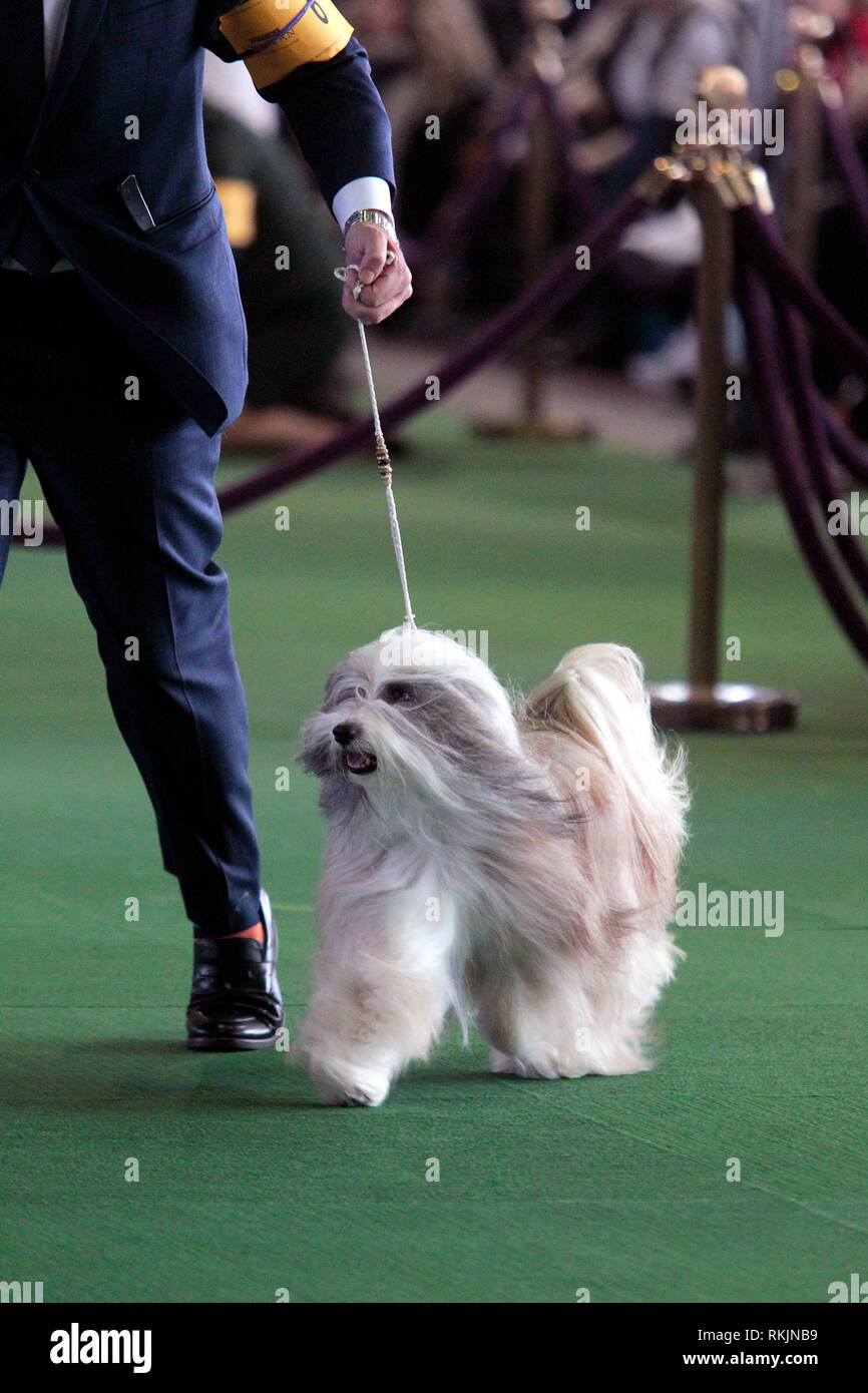 New York, Stati Uniti. Xi Febbraio, 2019. Westminster Dog Show - New York City, 11 febbraio, 2019: Un Tibetan Terrier, GCHB CH Dreammaker Salishan stellato di notte stellata, durante il Migliore di Razza la concorrenza a 143annuale di Westminster Dog Show in New York City. Credito: Adam Stoltman/Alamy Live News Foto Stock
