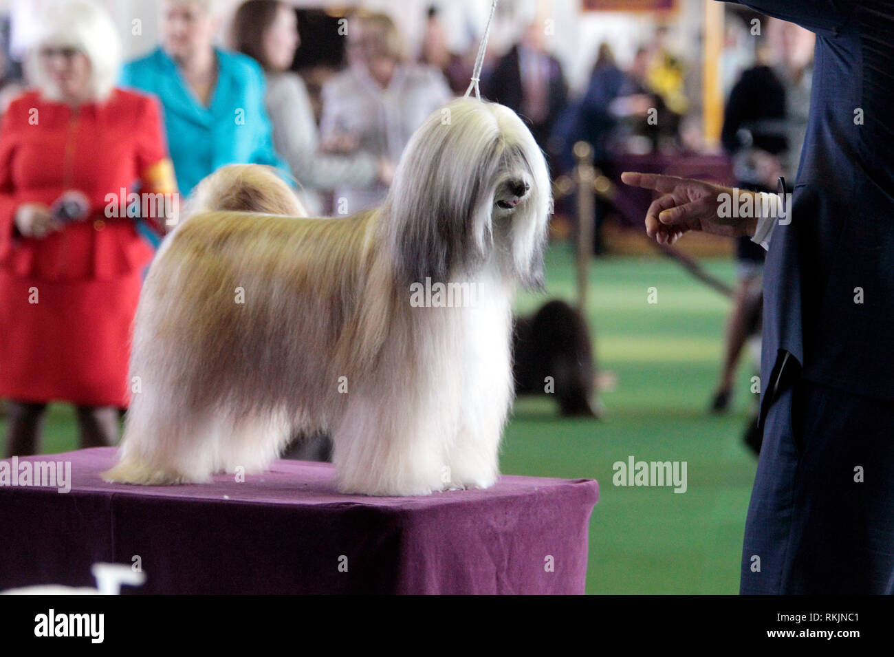 New York, Stati Uniti. Xi Febbraio, 2019. Westminster Dog Show - New York City, 11 febbraio, 2019: Un Tibetan Terrier, GCHB CH Dreammaker Salishan stellato di notte stellata, siede in cima alla tabella di giudizio durante il Migliore di Razza la concorrenza a 143annuale di Westminster Dog Show in New York City. Credito: Adam Stoltman/Alamy Live News Foto Stock