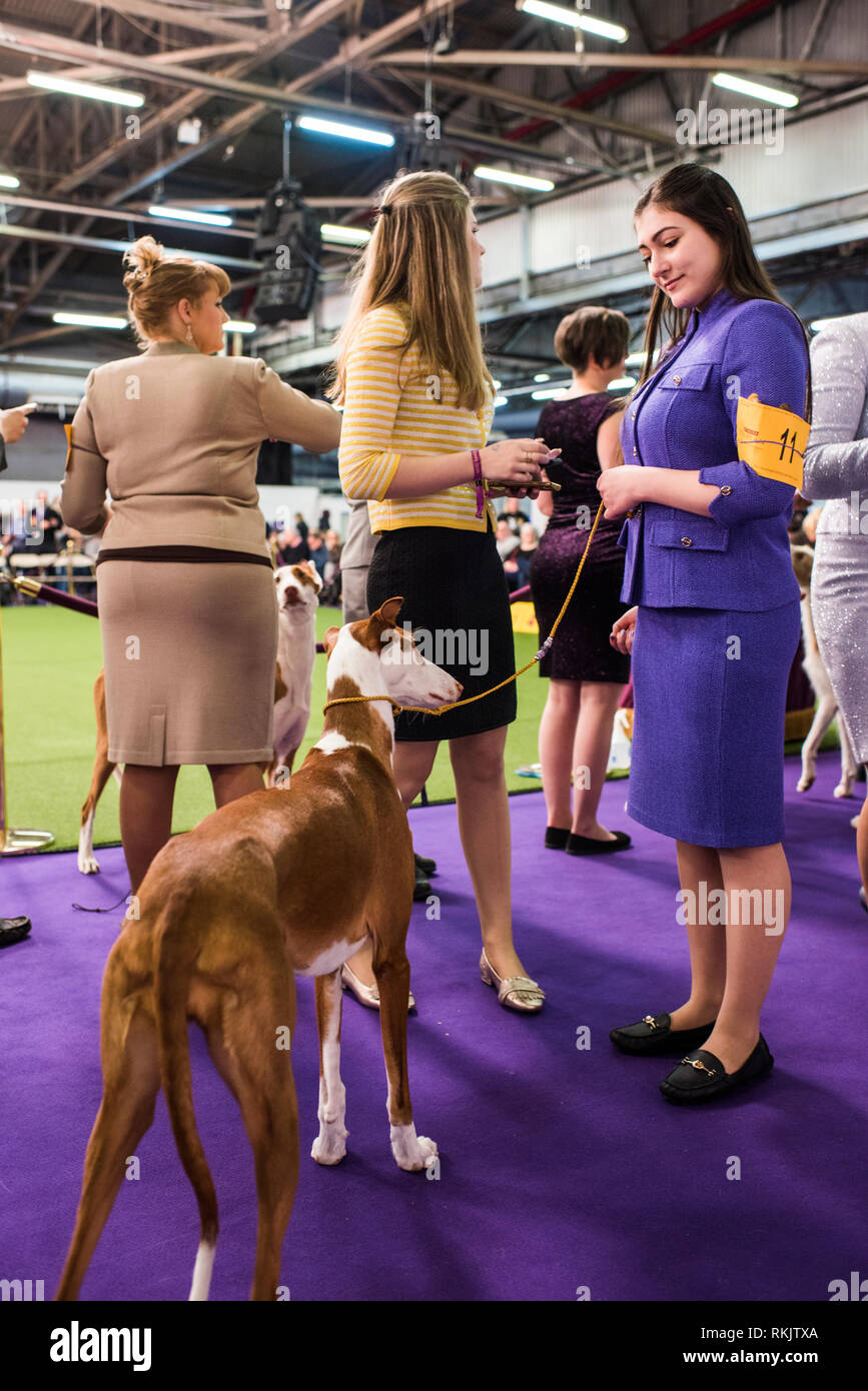 La città di New York, Stati Uniti d'America - 11 Febbraio 2019: Westminster Dog Show di New York City. Credito: Valery Rizzo/Alamy Live News Foto Stock
