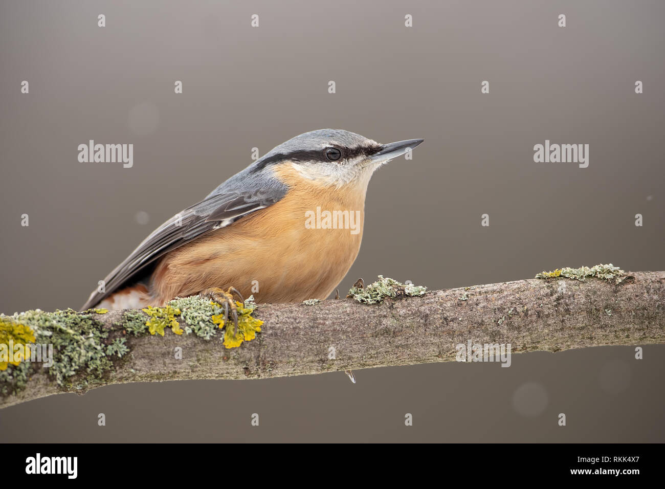 Eurasian picchio muratore o legno picchio muratore seduto su un pesce persico in inverno. Foto Stock