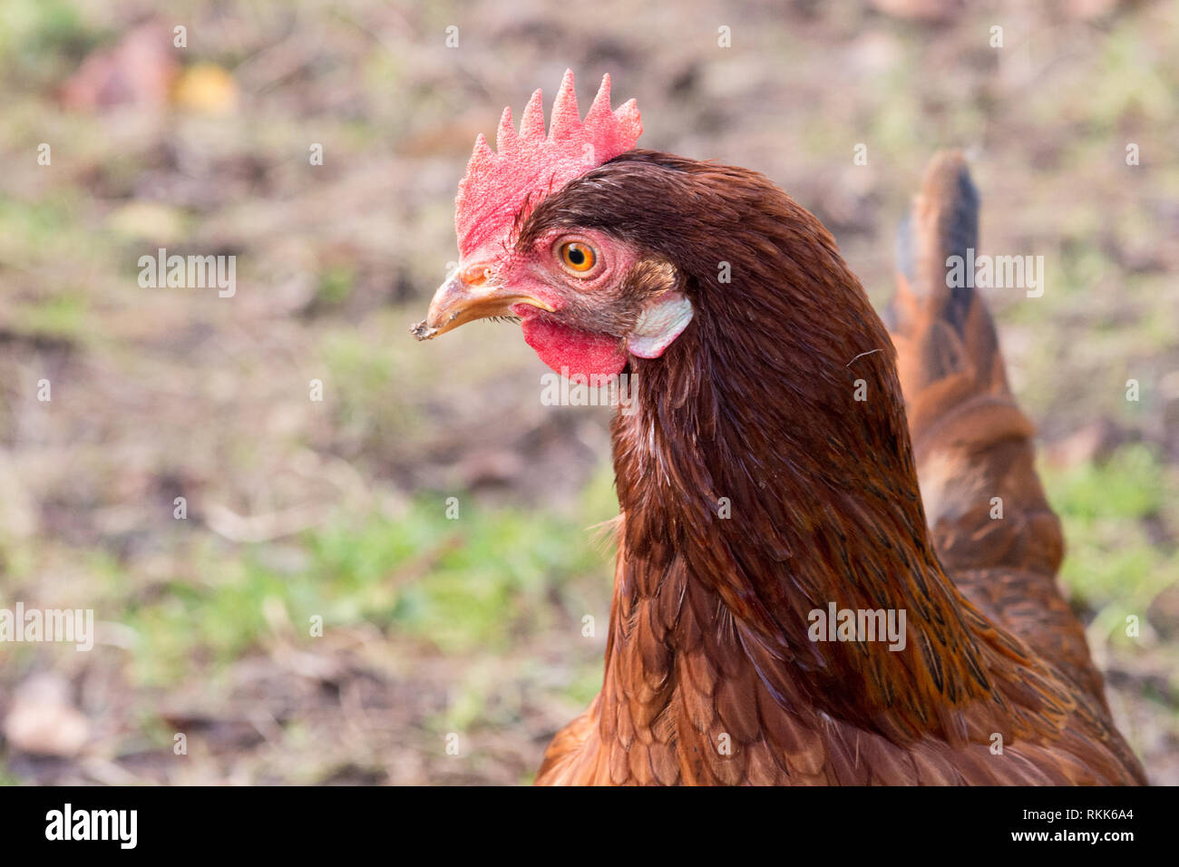 Ritratto di una brown hen in una fattoria biologica sull'erba Foto Stock