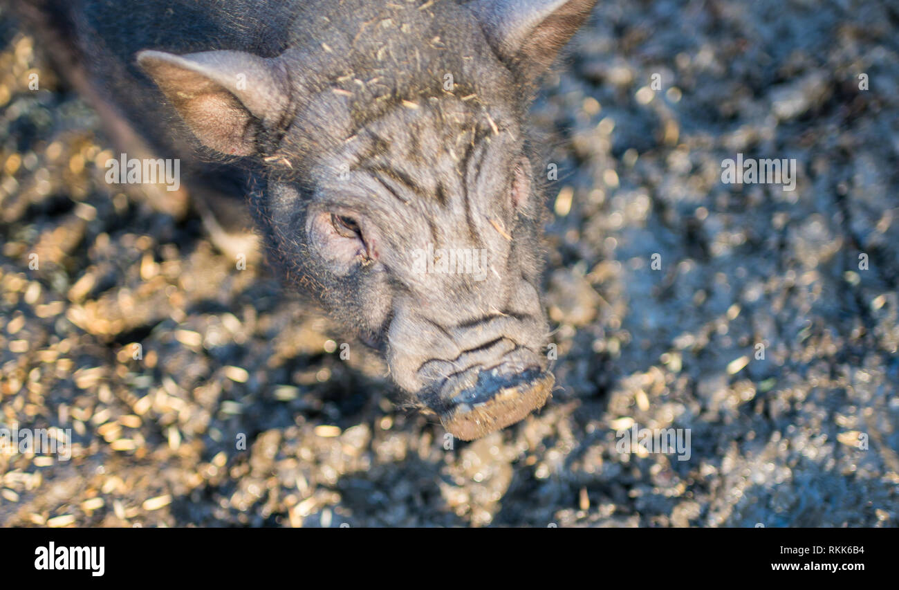 Ritratto di un piccolo vietnamita panciuta pig Foto Stock