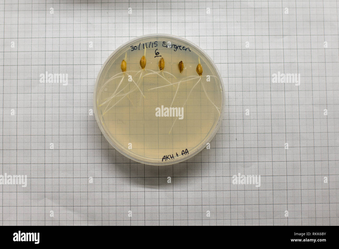 Piastre Petri di plastica con esperimento di crescita di semi di grano su agar in un laboratorio Foto Stock