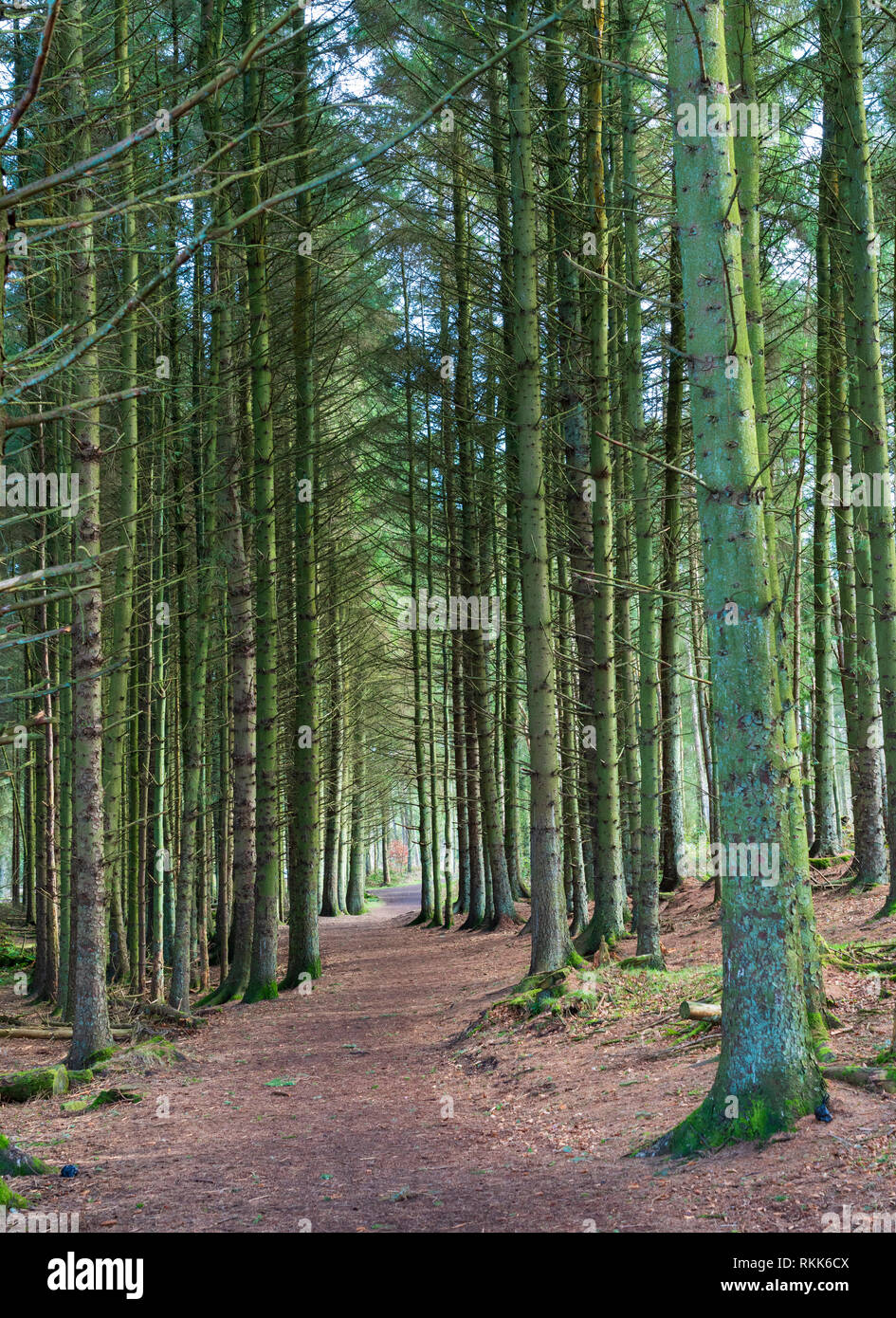 Percorso attraverso il bosco a Beecraigs Country Park, West Lothian, Scozia, Regno Unito Foto Stock