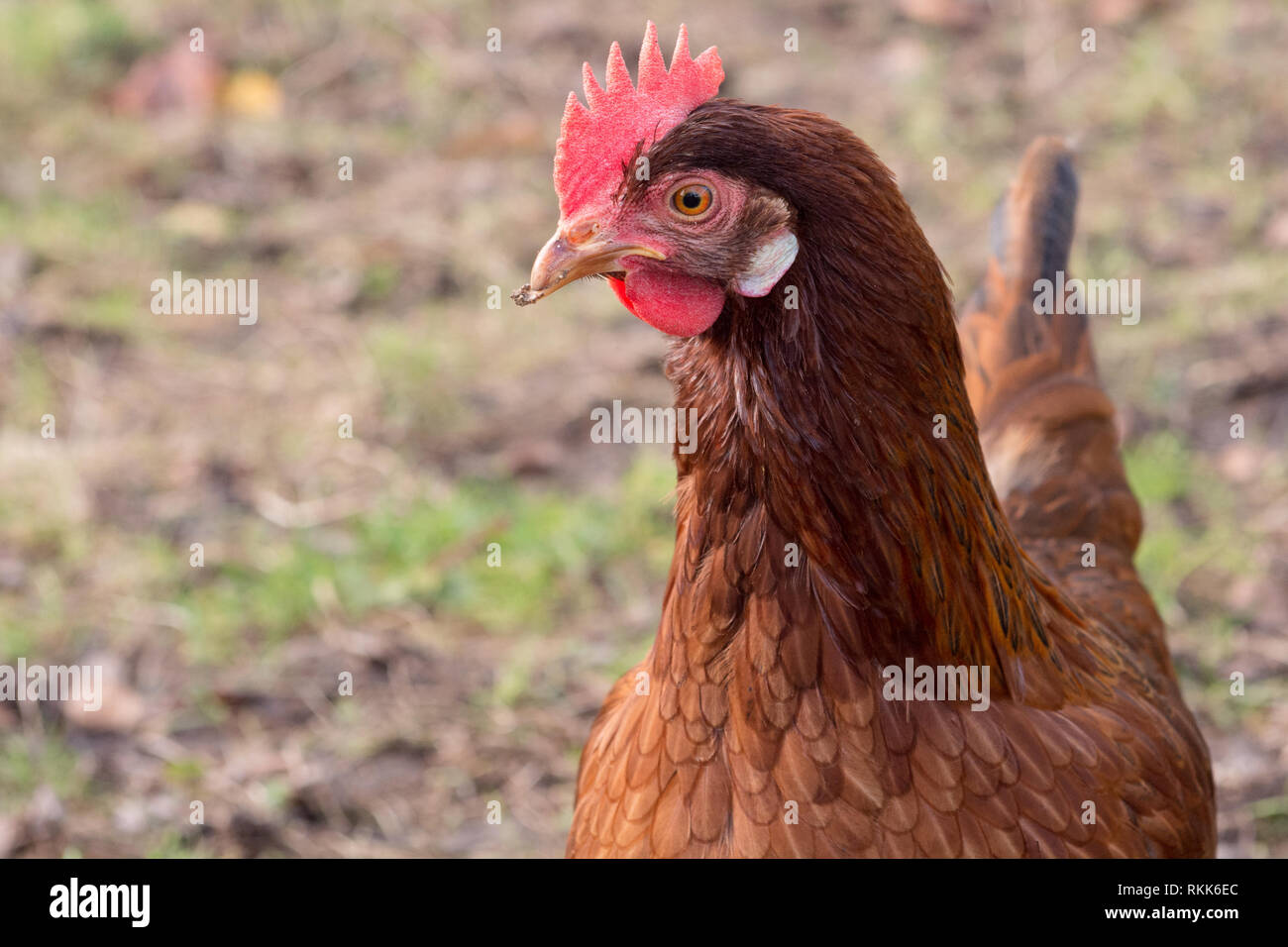 Ritratto di una brown hen in una fattoria biologica sull'erba Foto Stock