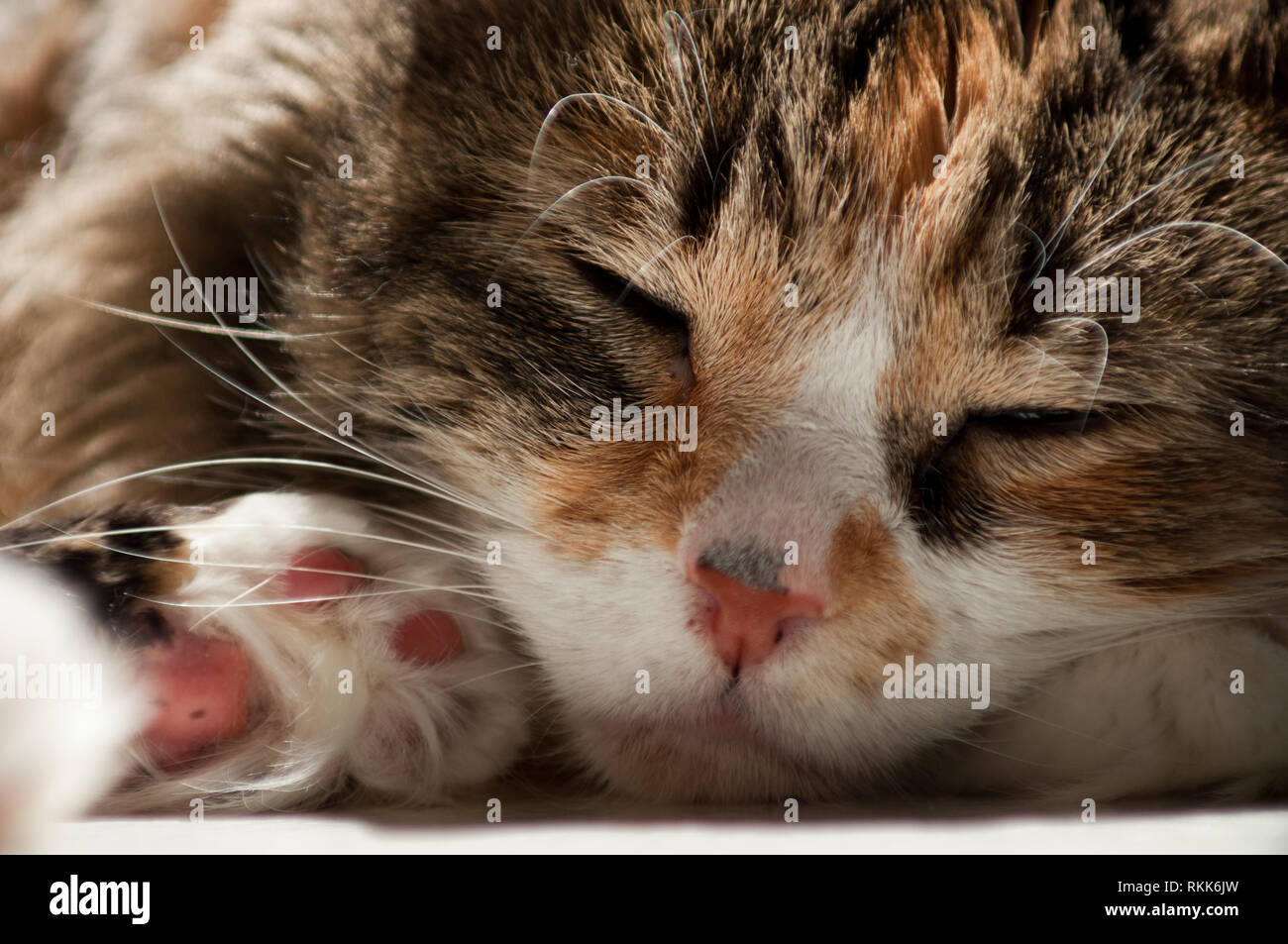 Gatta Calico tranquillamente dormendo nel sole Foto Stock