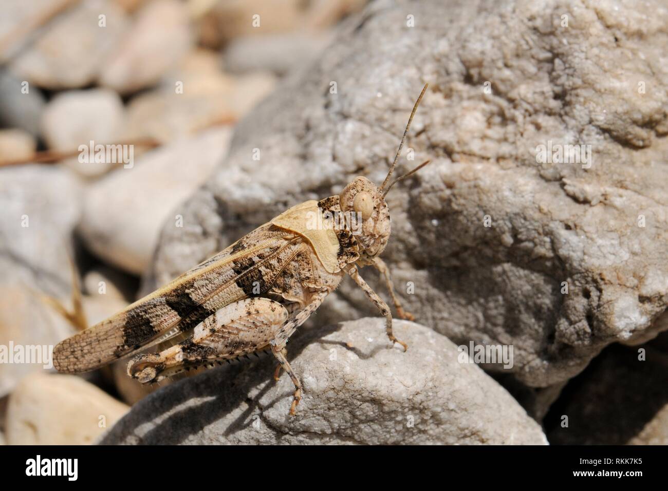 Rosso-winged grasshopper (Oedipoda aurea), ben mimetizzati fra le pietre a secco su un pendio vicino alla costa, a Samos in Grecia, in luglio. Foto Stock