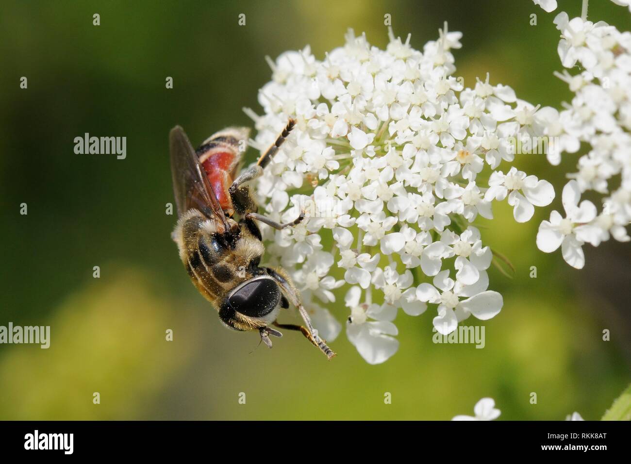 Hoverfly (Merodon avidus) alimentazione dalla carota selvatica / Queen Anne's laccio (Daucus carota) fiori, Lesbo / Lesbo, Grecia, maggio. Foto Stock