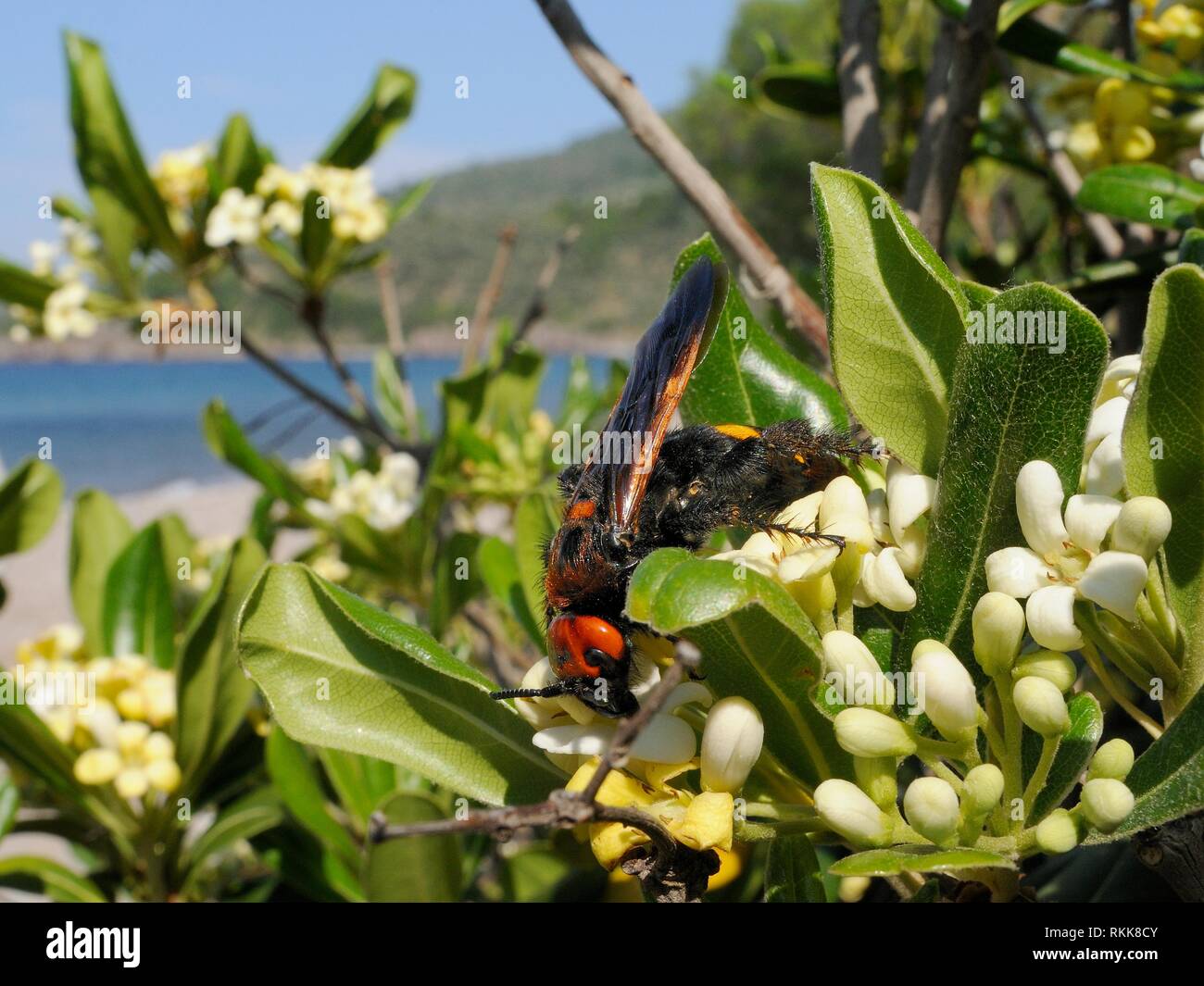 Mammoth wasp / solitario gigante wasp (Megascolia maculata maculata) alimentazione femmina dal giapponese di simulazione di fiori d'arancio (Pittosporum tobira), di Lesbo. Foto Stock