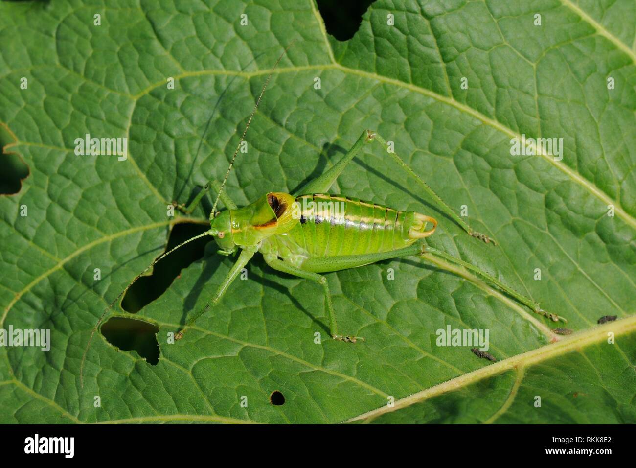 Maschio boccola ornati cricket (Poecilimon ornatus) permanente sulla foglia di dock, sulle Alpi Giulie, Slovenia, Luglio. Foto Stock
