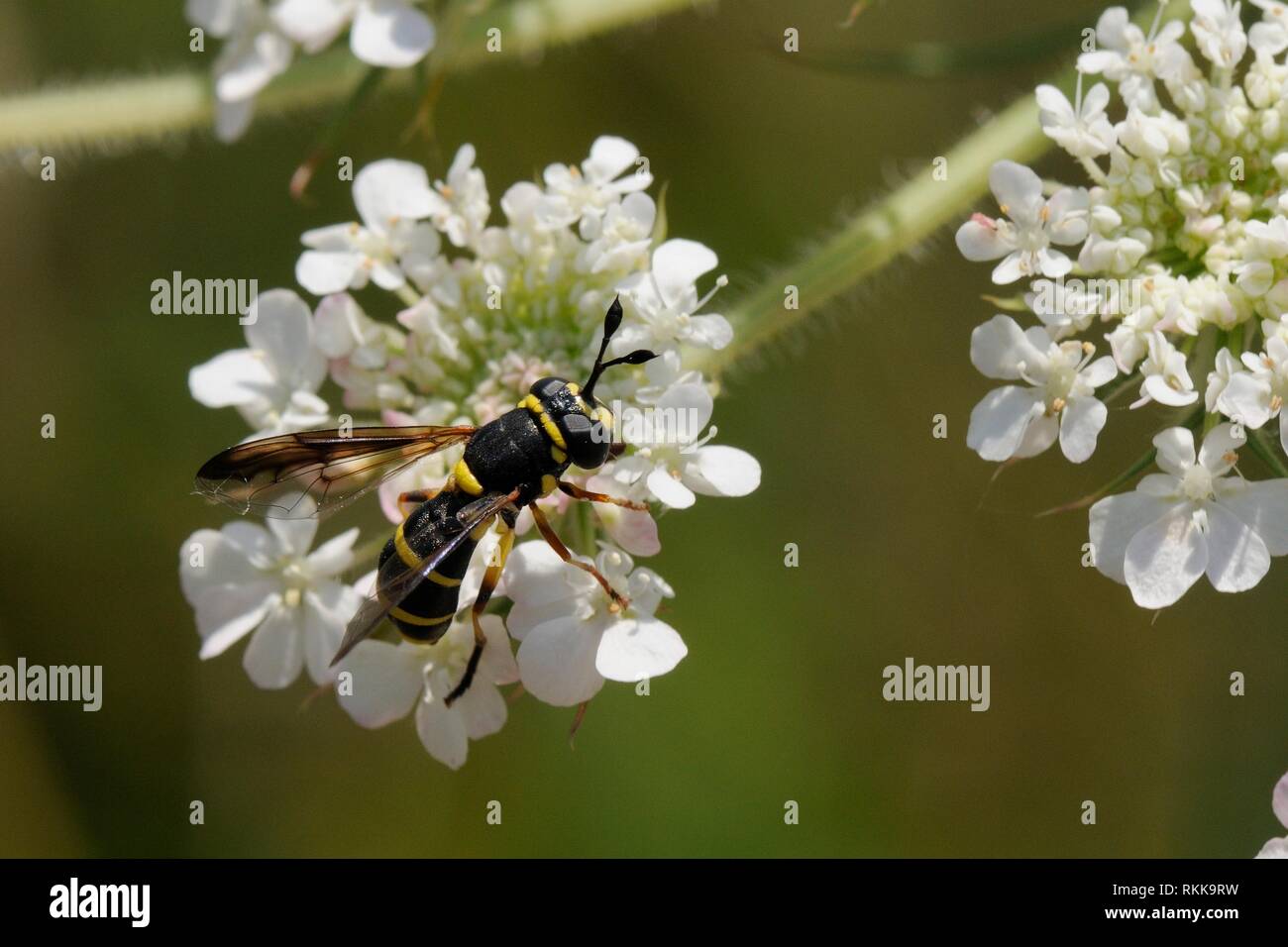 Femmina wasp-mimando Hoverfly (Ceriana vespiformis) alimentazione dalla carota selvatica / Queen Anne's laccio (Daucus carota) fiori, Lesbo / Lesbo, Grecia, ma Foto Stock