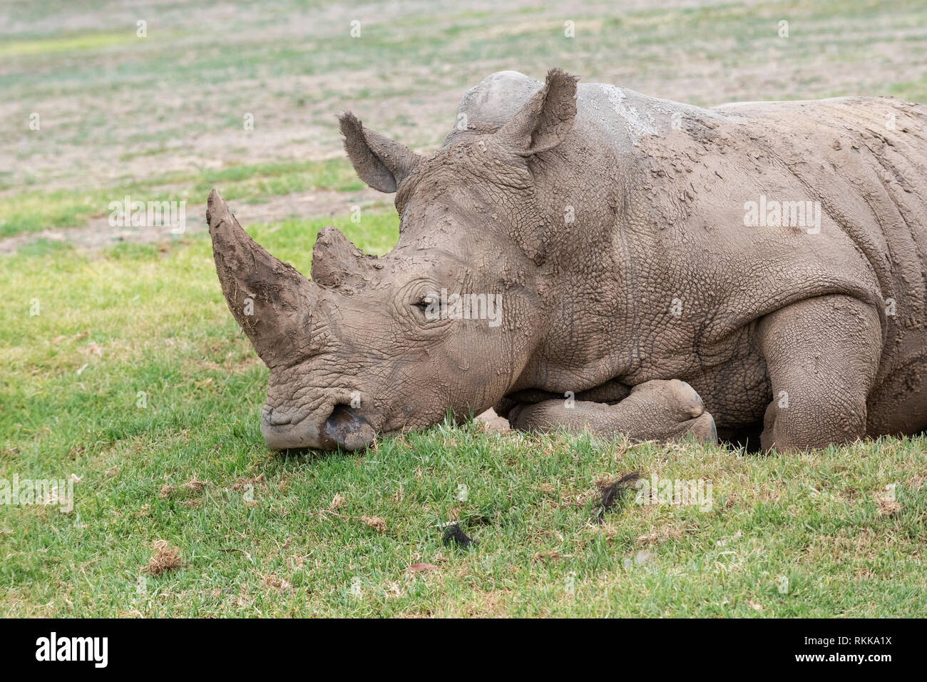 Un rinoceronte bianco in appoggio al Werribee Open Range Zoo. La specie è considerato vicino minacciati. Foto Stock
