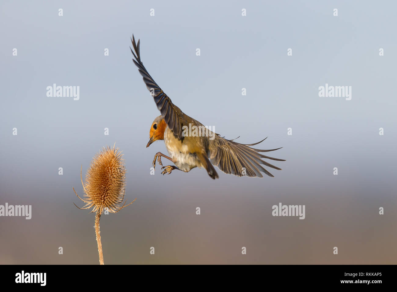 Dettaglio, vista posteriore primo piano di selvaggio UK robin uccello (Erithacus rubecula) isolato in midair, alare ali spalmabili, atterrare su garzatrice. Fauna britannica. Foto Stock