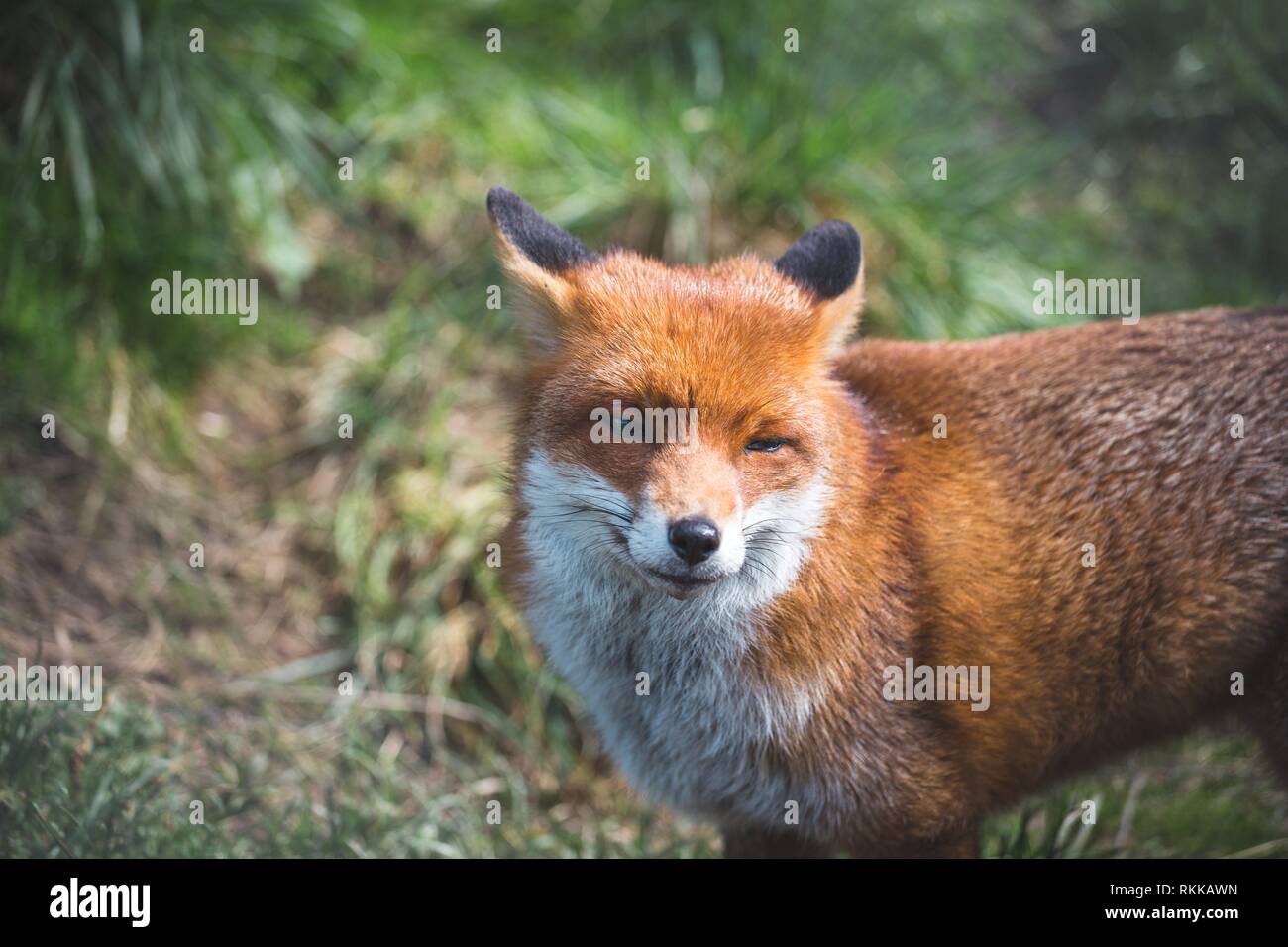 La Volpe rossa (Vulpes vulpes vulpes) è il più grande del vero volpi. Questo fox è stato visto presso il British Centro faunistico, Surrey, Inghilterra. Foto Stock
