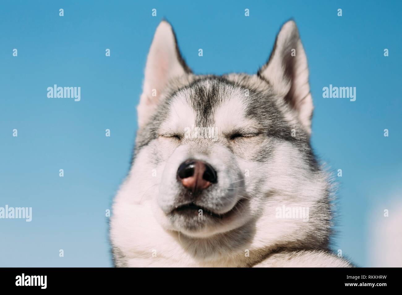 Close Up di giovani divertente di bianco e grigio Husky cucciolo di cane con gli occhi chiusi sul cielo blu sullo sfondo. Foto Stock